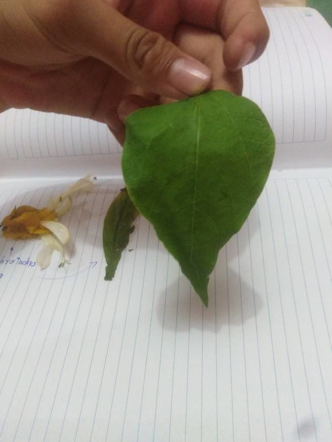 Pachystachys incarnata — related species from the same genus