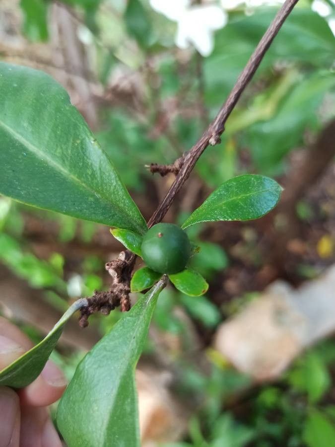 Brunfelsia americana fruit