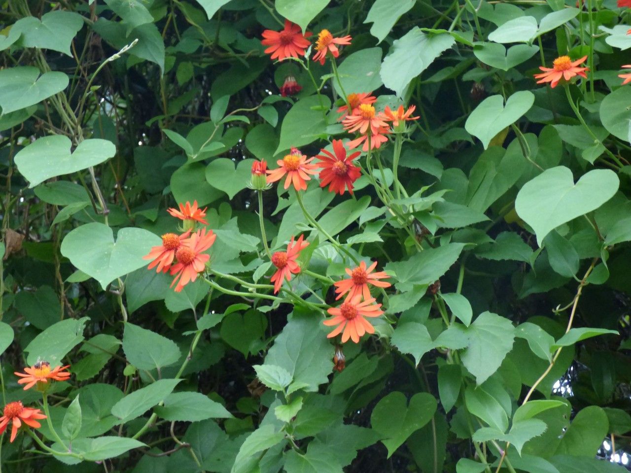 Pseudogynoxys cabrerae habit