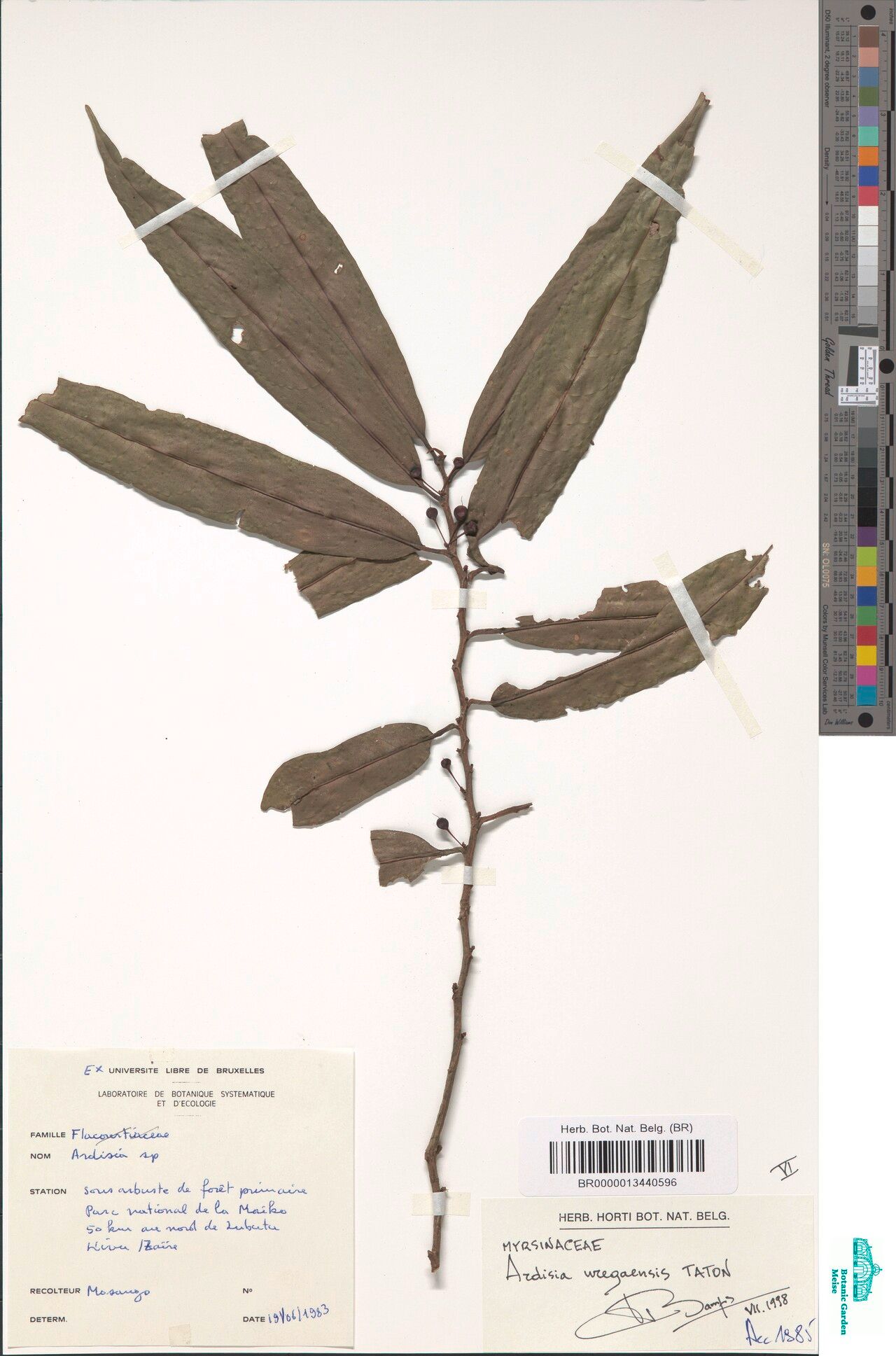 Ardisia uregaensis — houseplant care guide