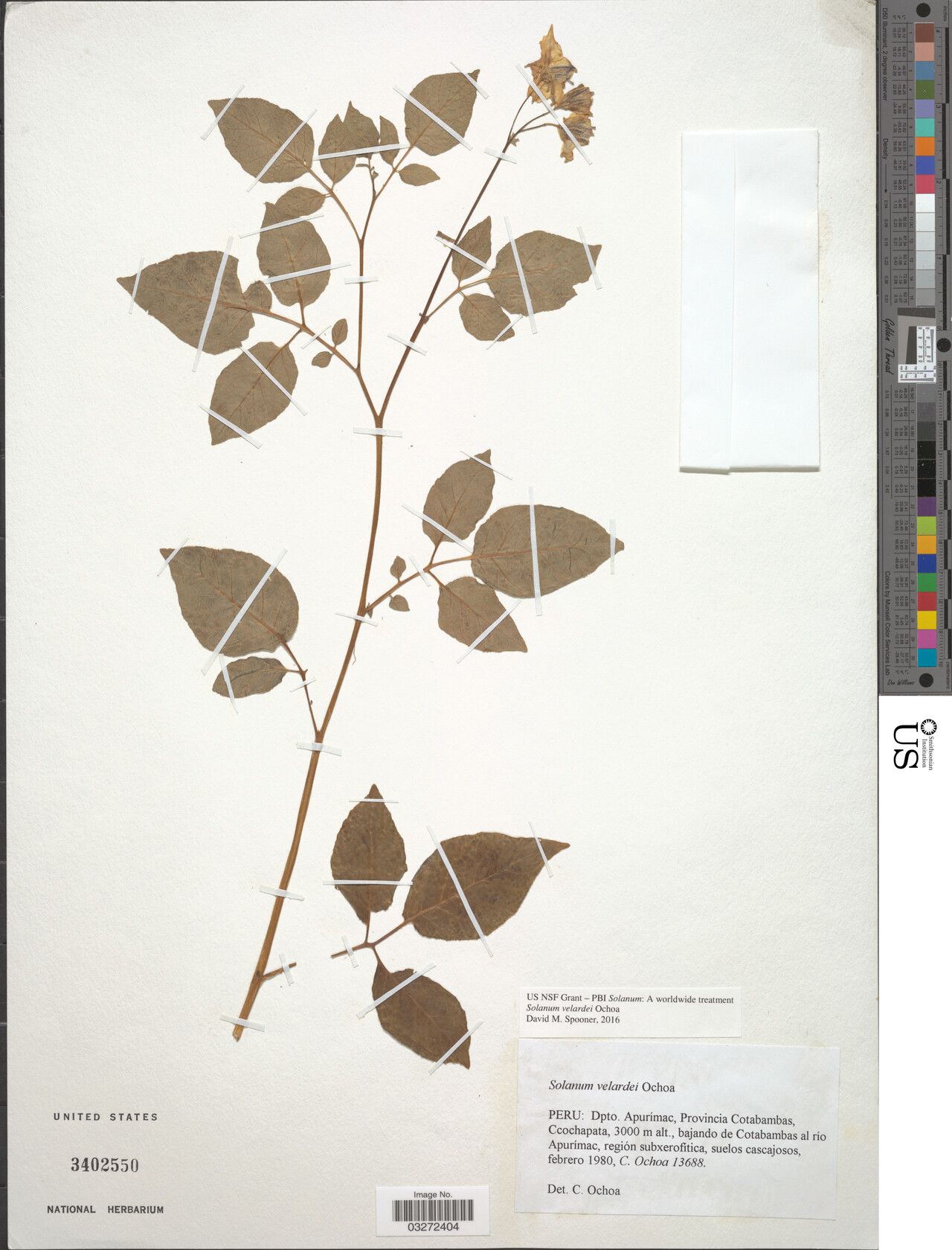 Solanum velardei — houseplant care guide