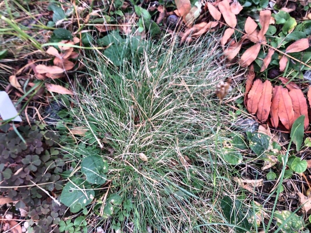 Festuca guestfalica leaf