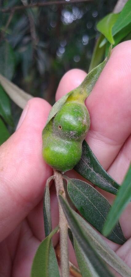 Xylopia frutescens fruit