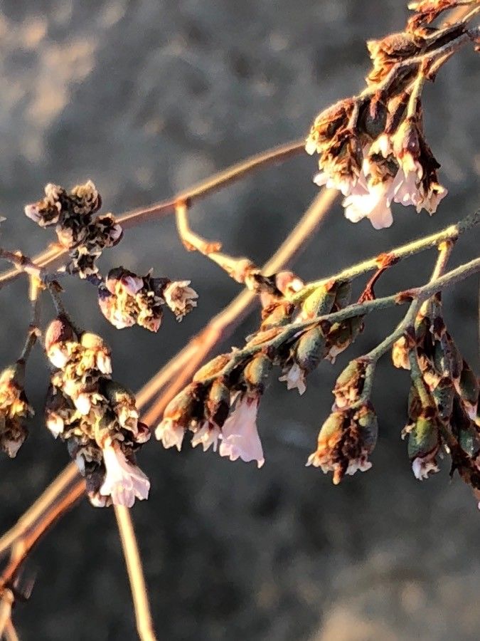 Limonium costae flower