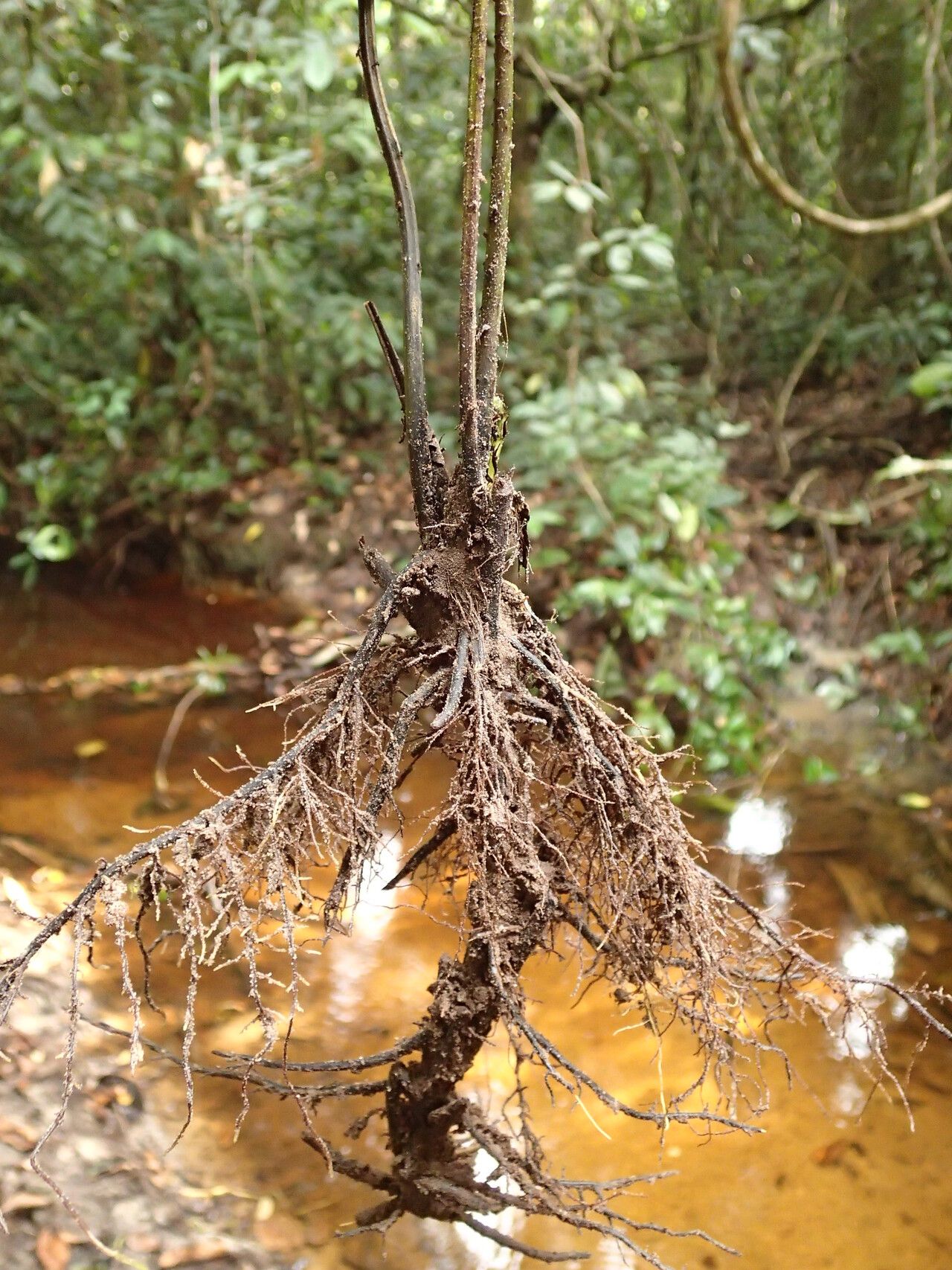 Diplazium sammatii other