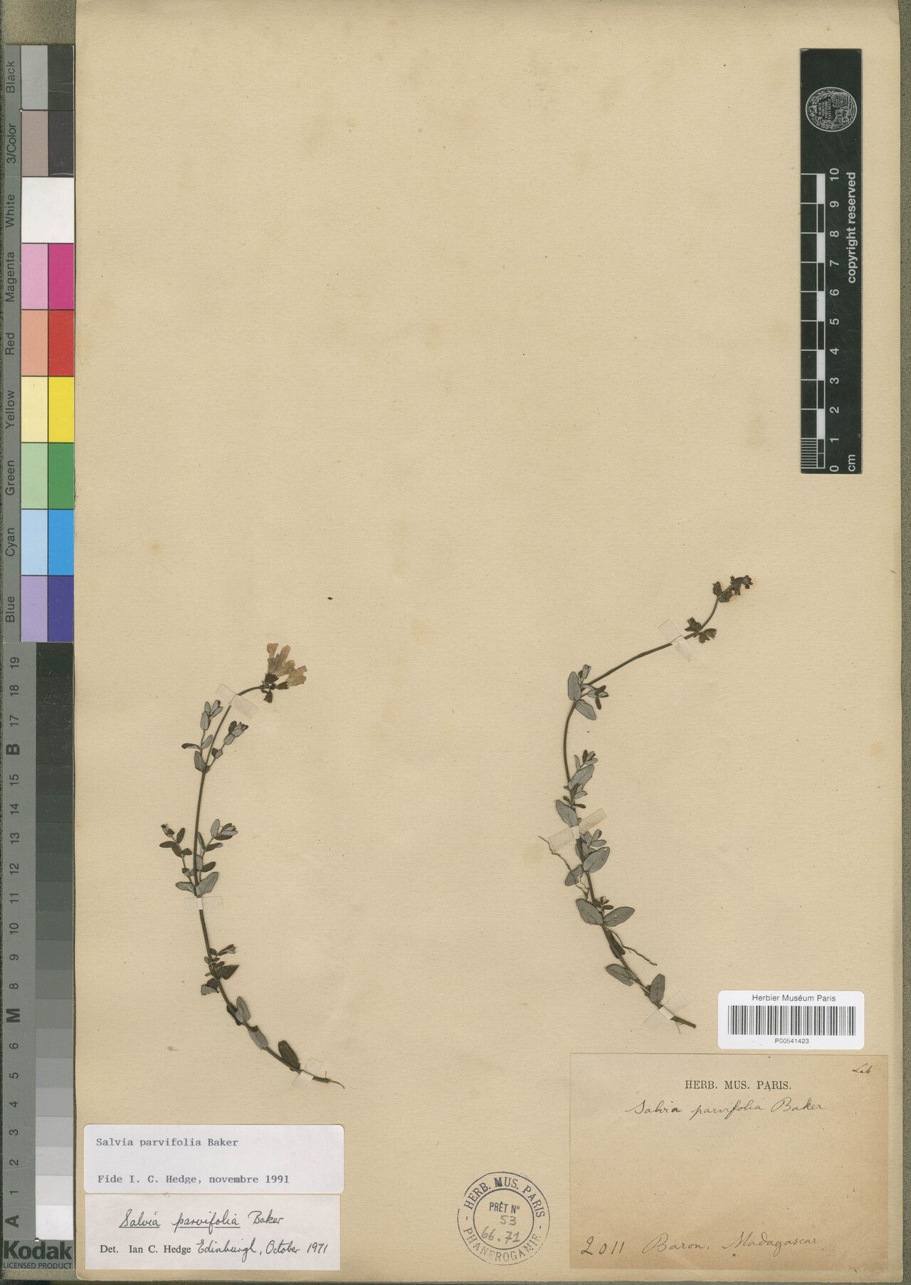 Salvia parvifolia — houseplant care guide