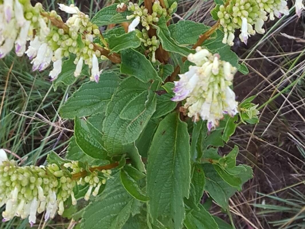 Coleus calycinus — houseplant care guide
