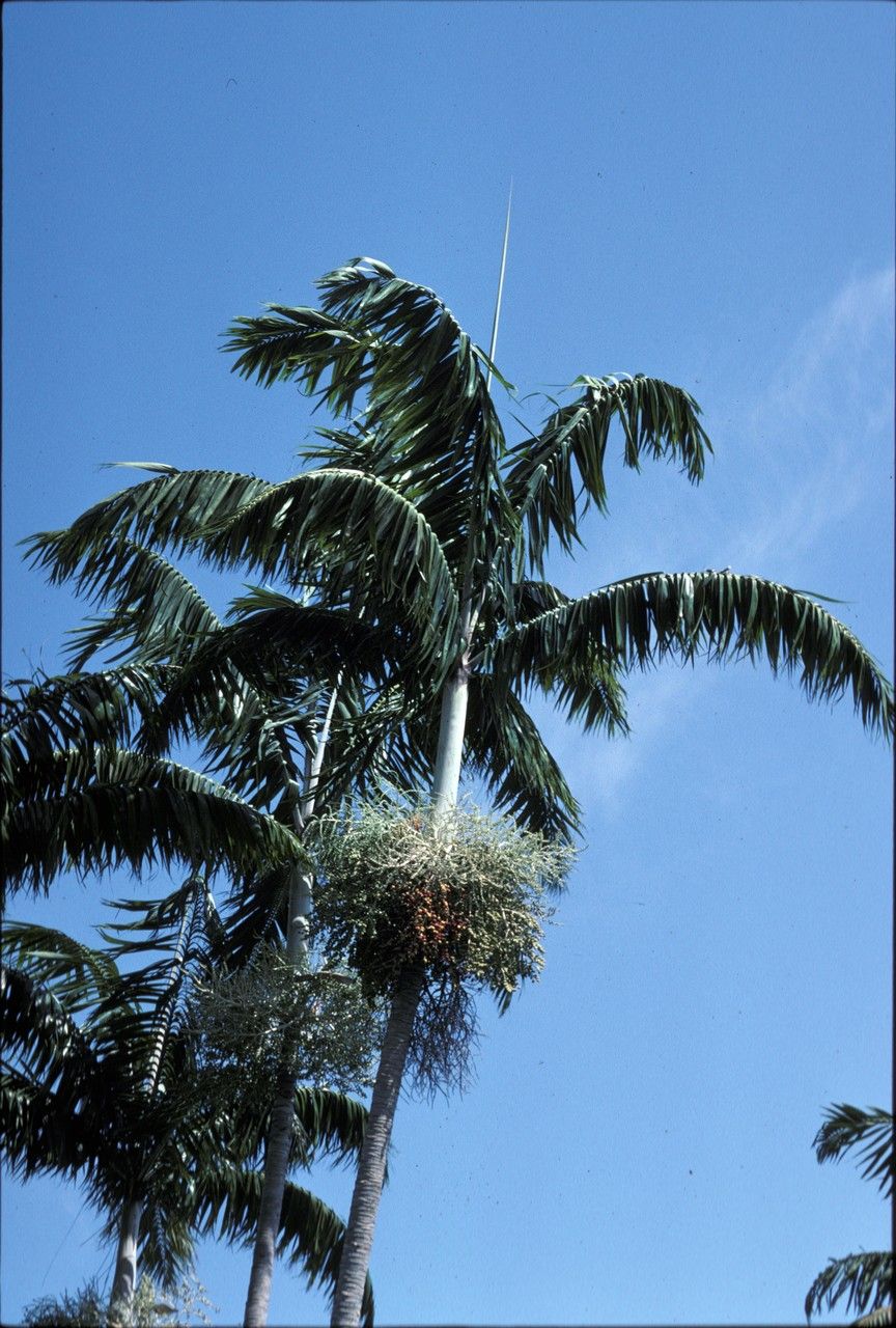 Verschaffeltia splendida fruit