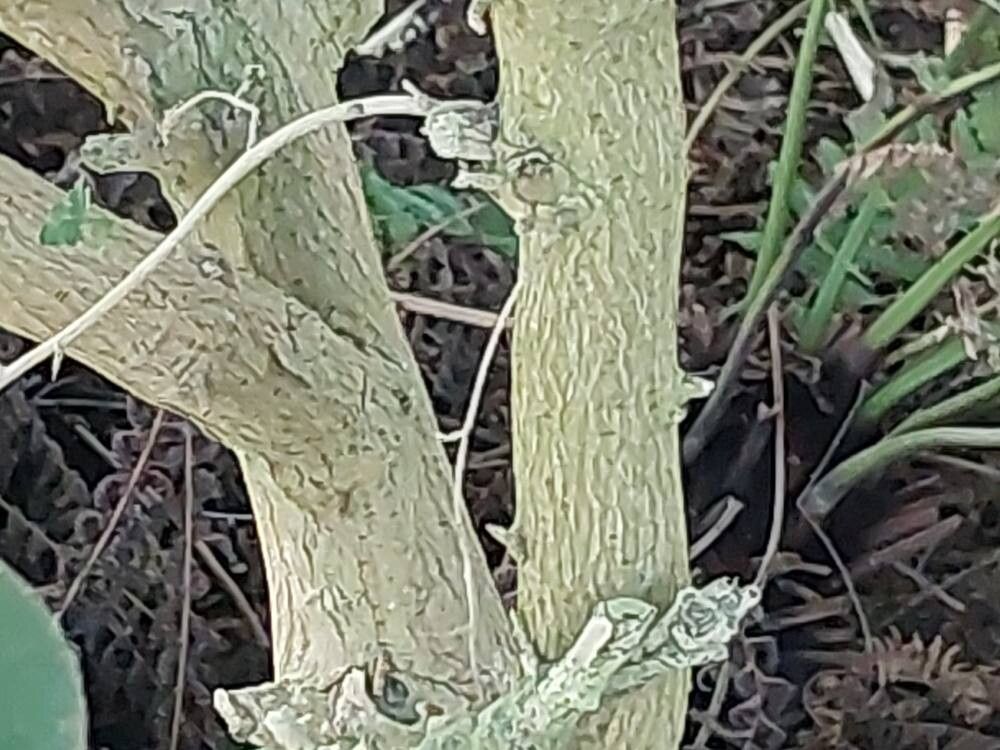Hibiscus insularis bark