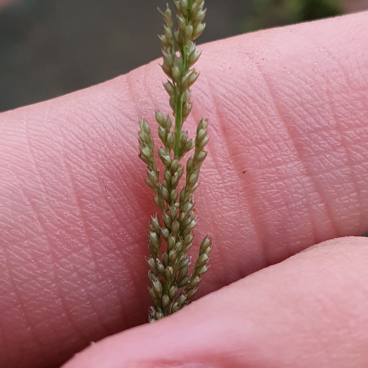 Sporobolus fertilis flower