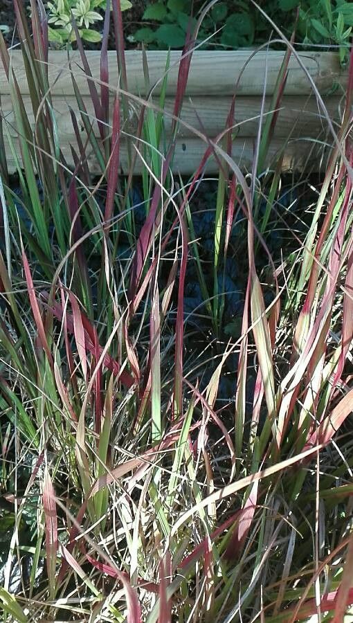 Paspalum humboldtianum — search result for 'Paspalum'