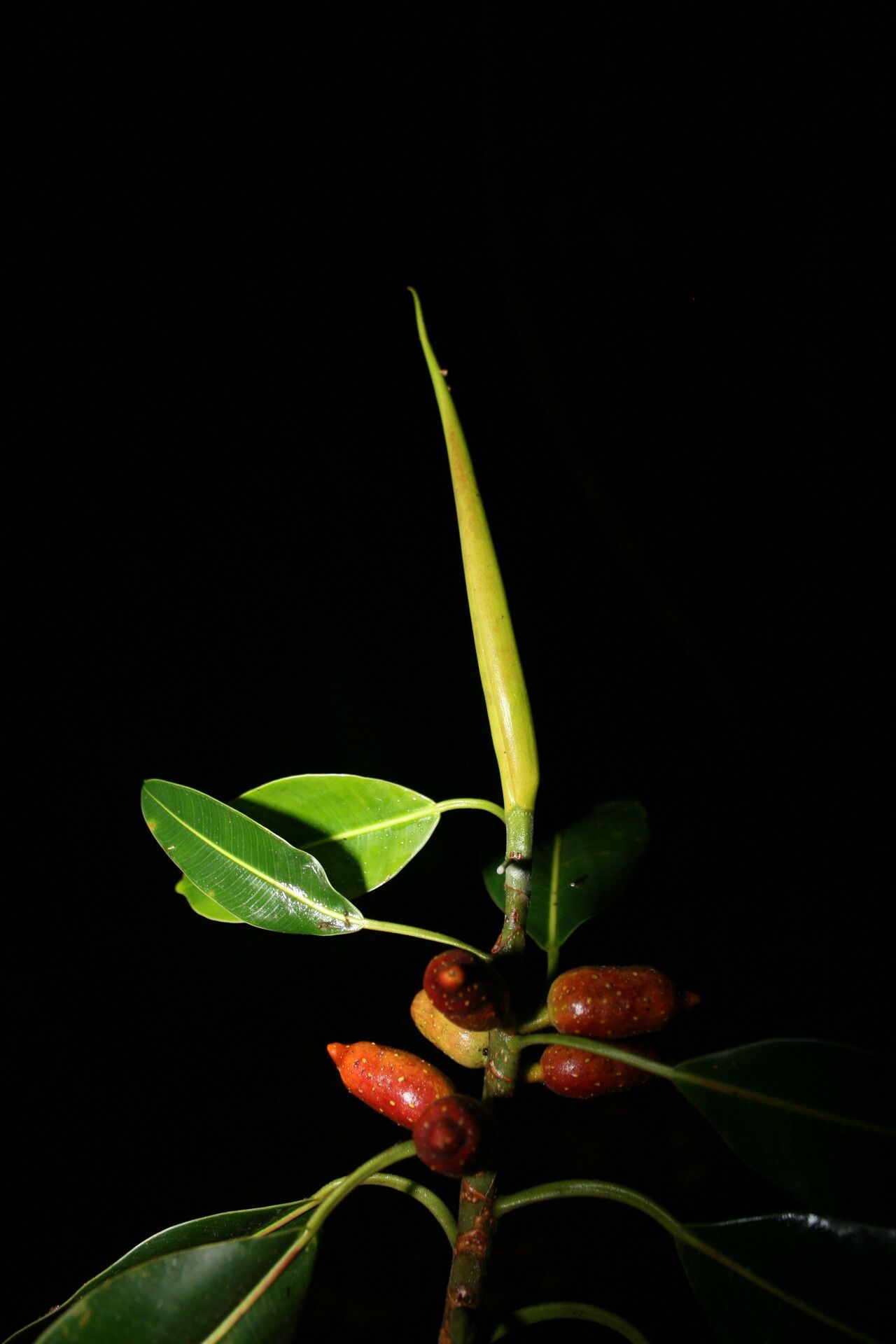 Ficus hesperidiiformis fruit