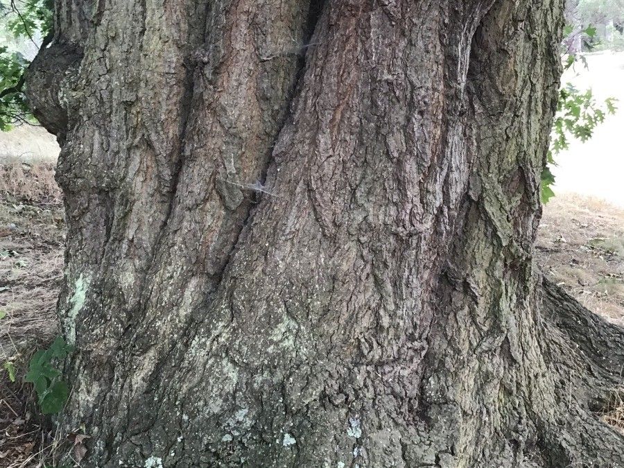 Quercus × benderi bark