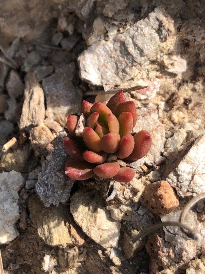 Sedum rubens
