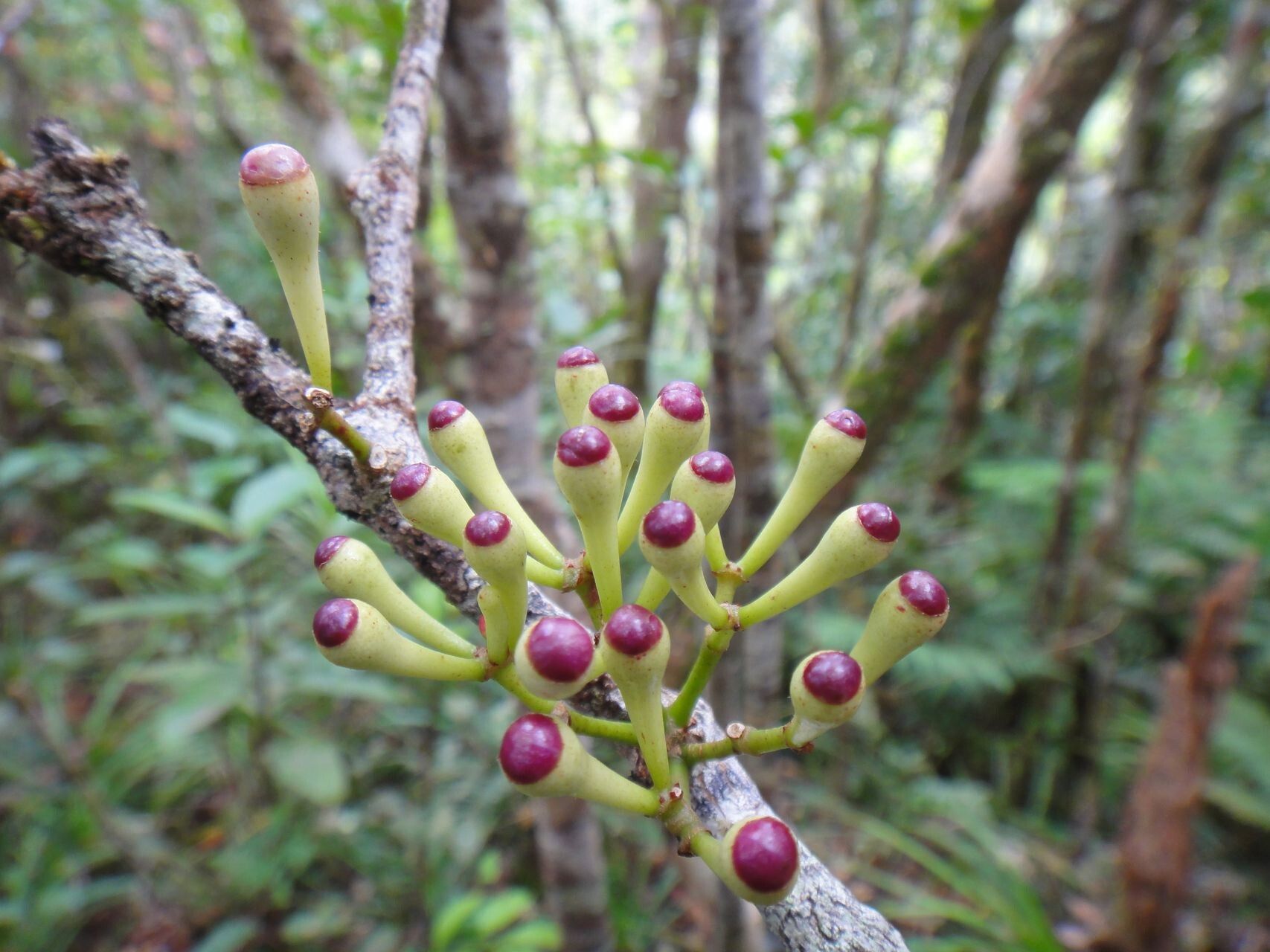 Syzygium amieuense fruit