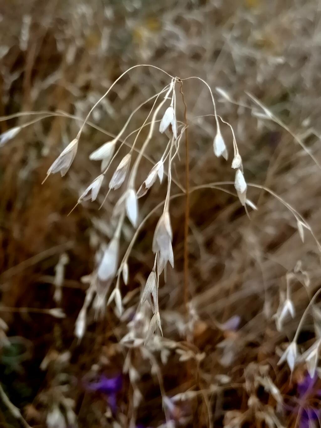Chasmanthium latifolium fruit