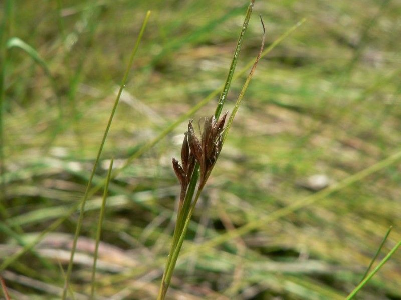 Rhynchospora fusca fruit