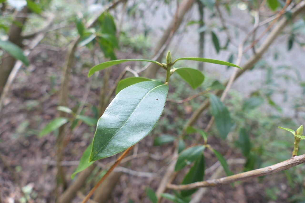 Rhododendron cinnabarinum leaf