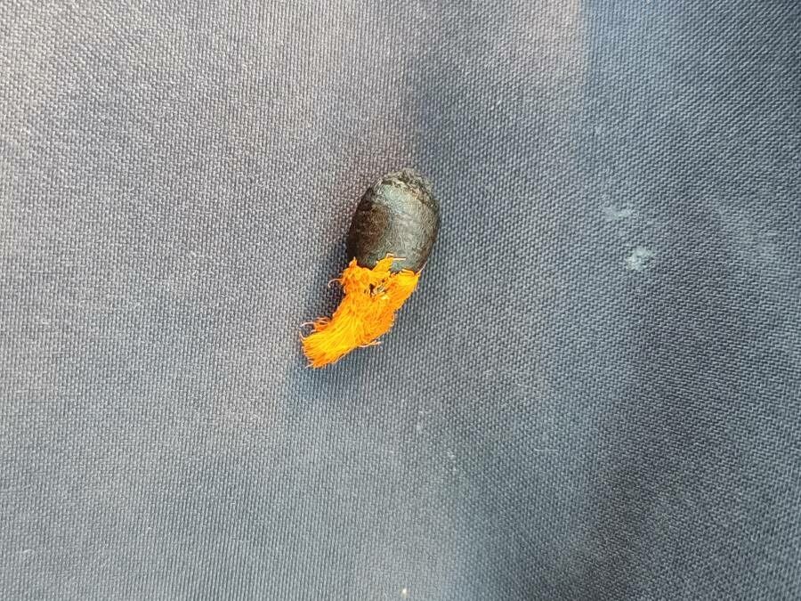 Phenakospermum guyannense — search result for 'Ravenala'