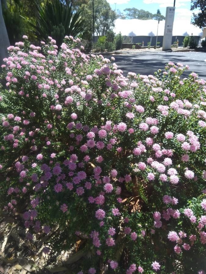 Pimelea rosea habit