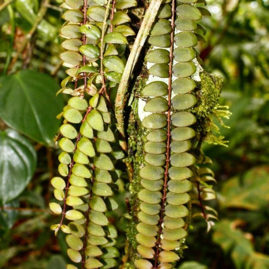 Columnea tulae — search result for 'Columnea'