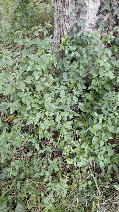 Calyptocarpus biaristatus habit