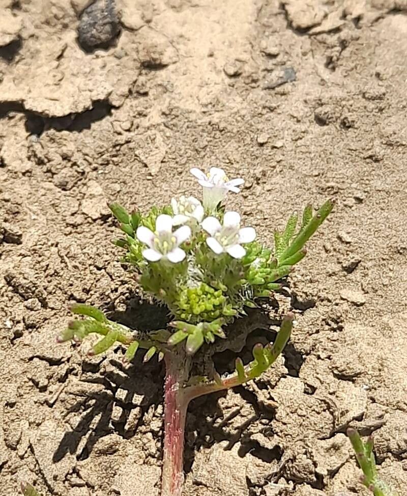 Navarretia involucrata — search result for 'Navarretia'