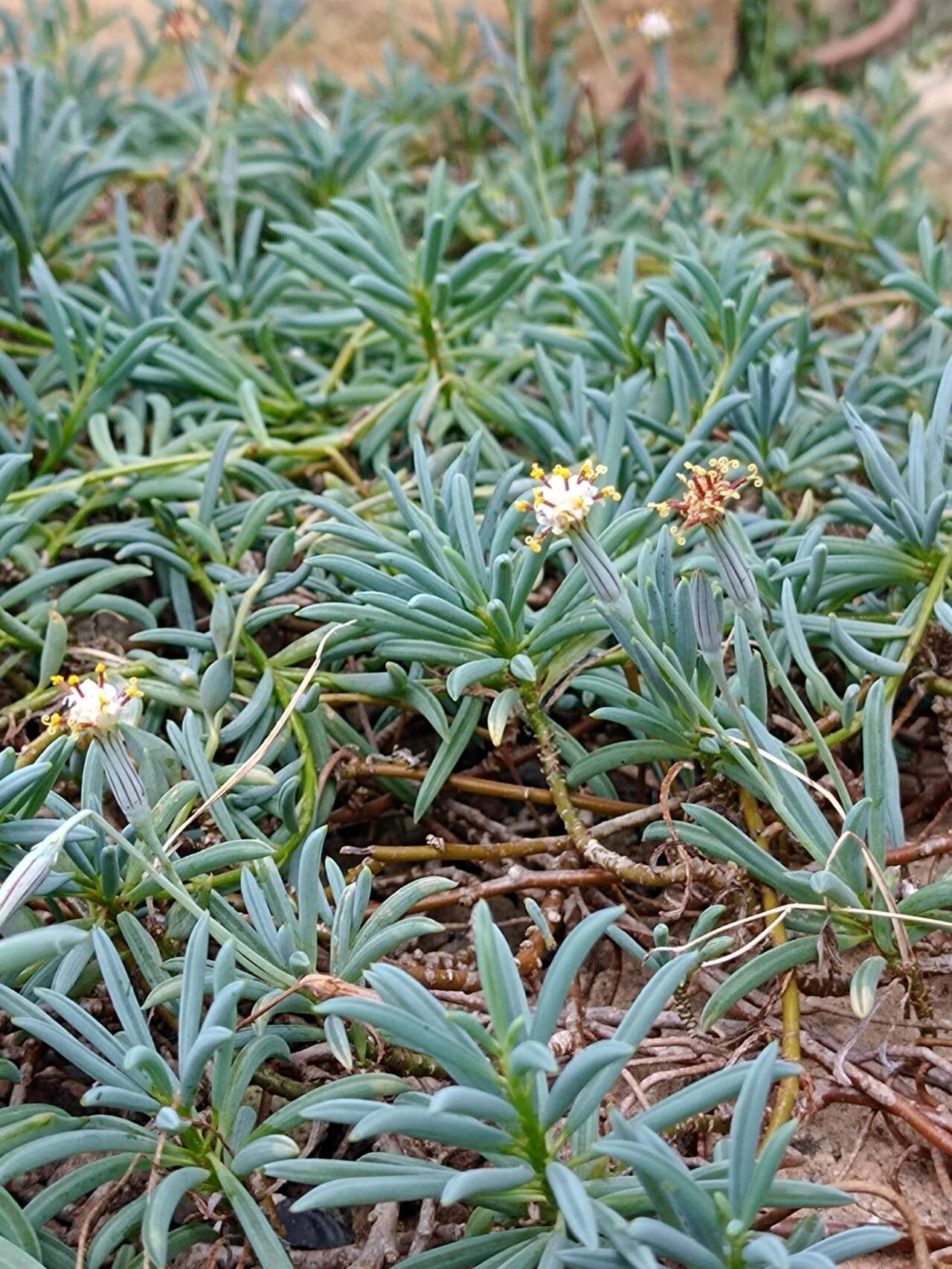 Curio hallianus habit