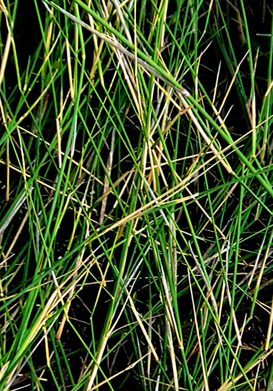 Ehrharta villosa — search result for 'Ehrharta'