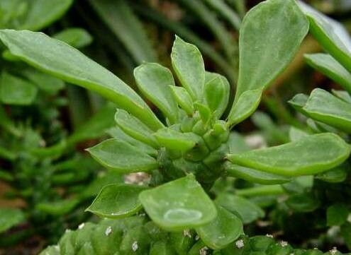Euphorbia schubei leaf
