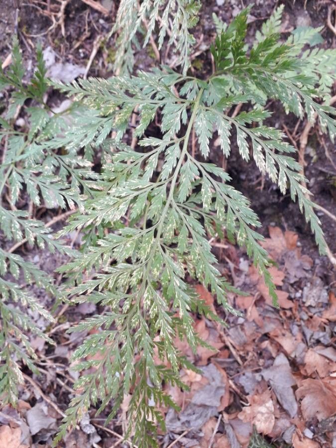 Asplenium adiantum-nigrum