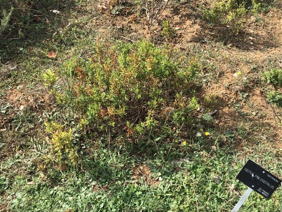 Cistus psilosepalus — search result for 'Cistus'