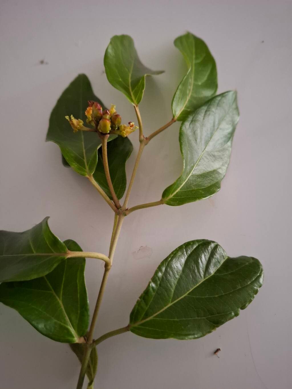 Stigmaphyllon puberum leaf