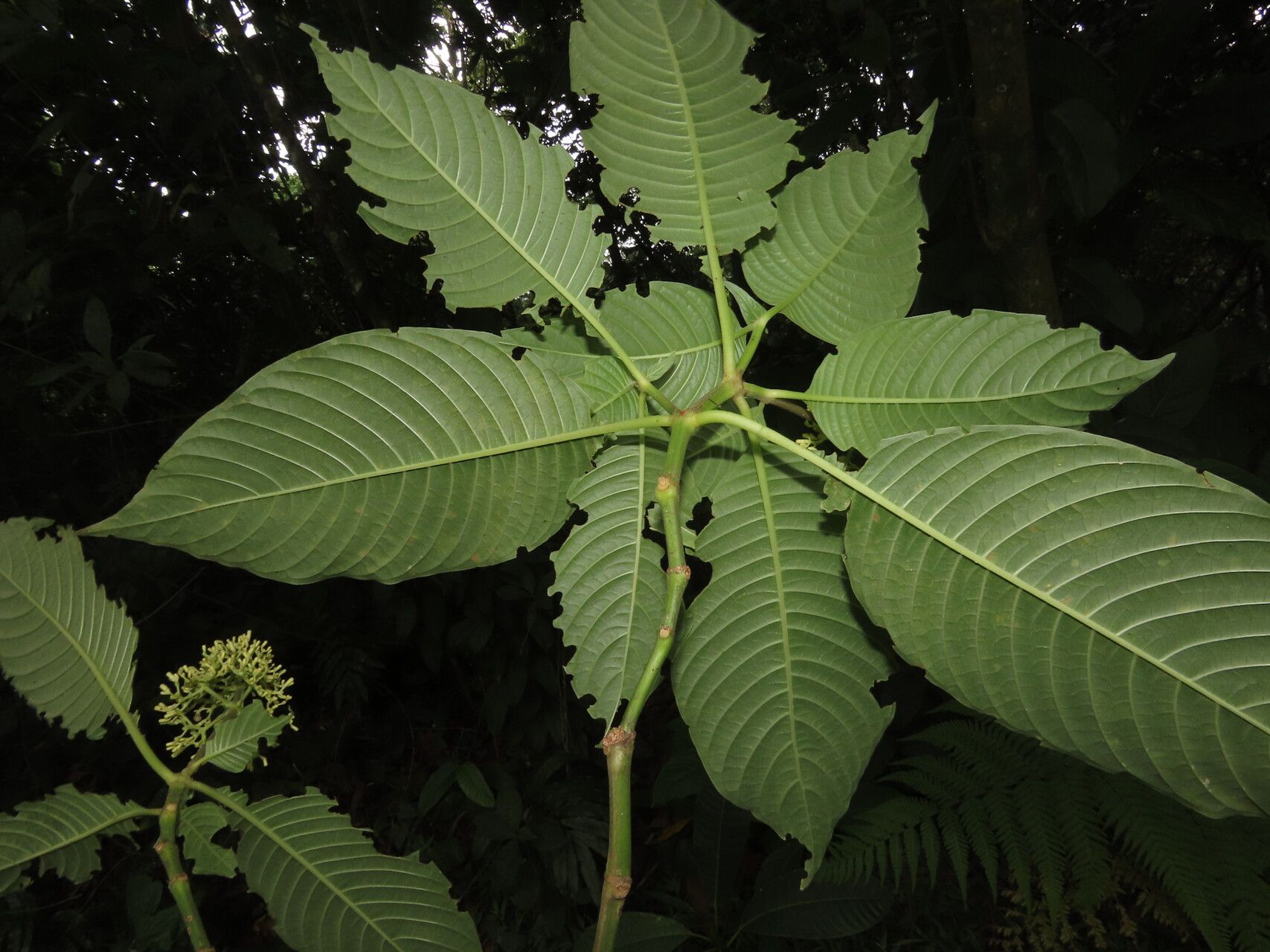 Palicourea luxurians leaf