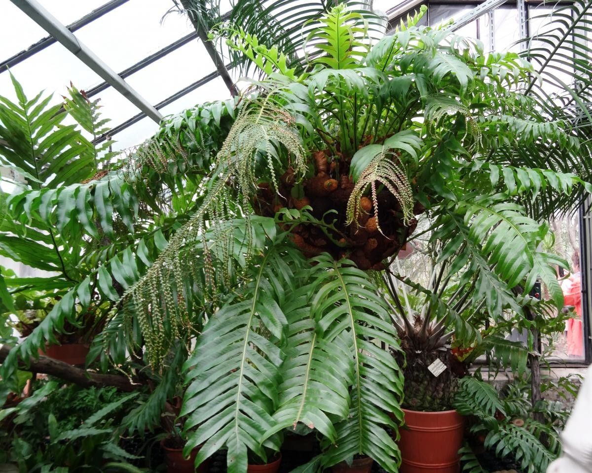 Aglaomorpha meyeniana — search result for 'Polypodiaceae'