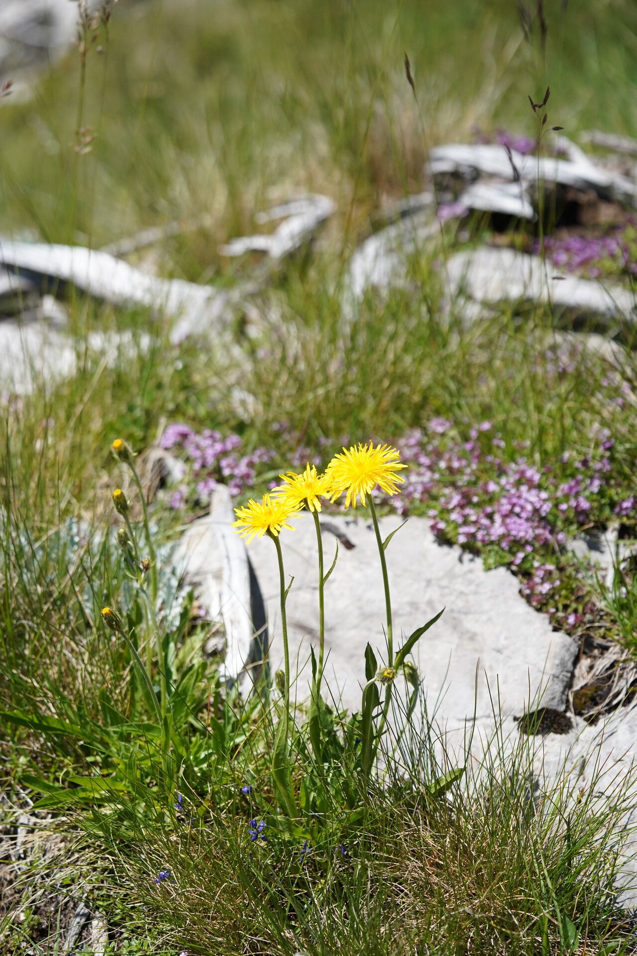 Crepis alpestris habit