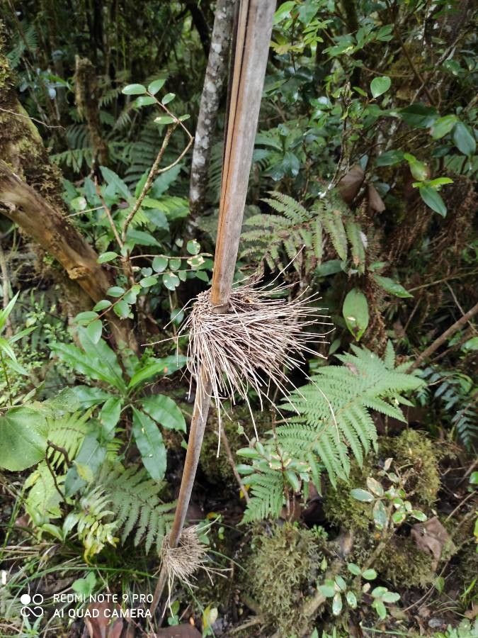 Nastus borbonicus bark