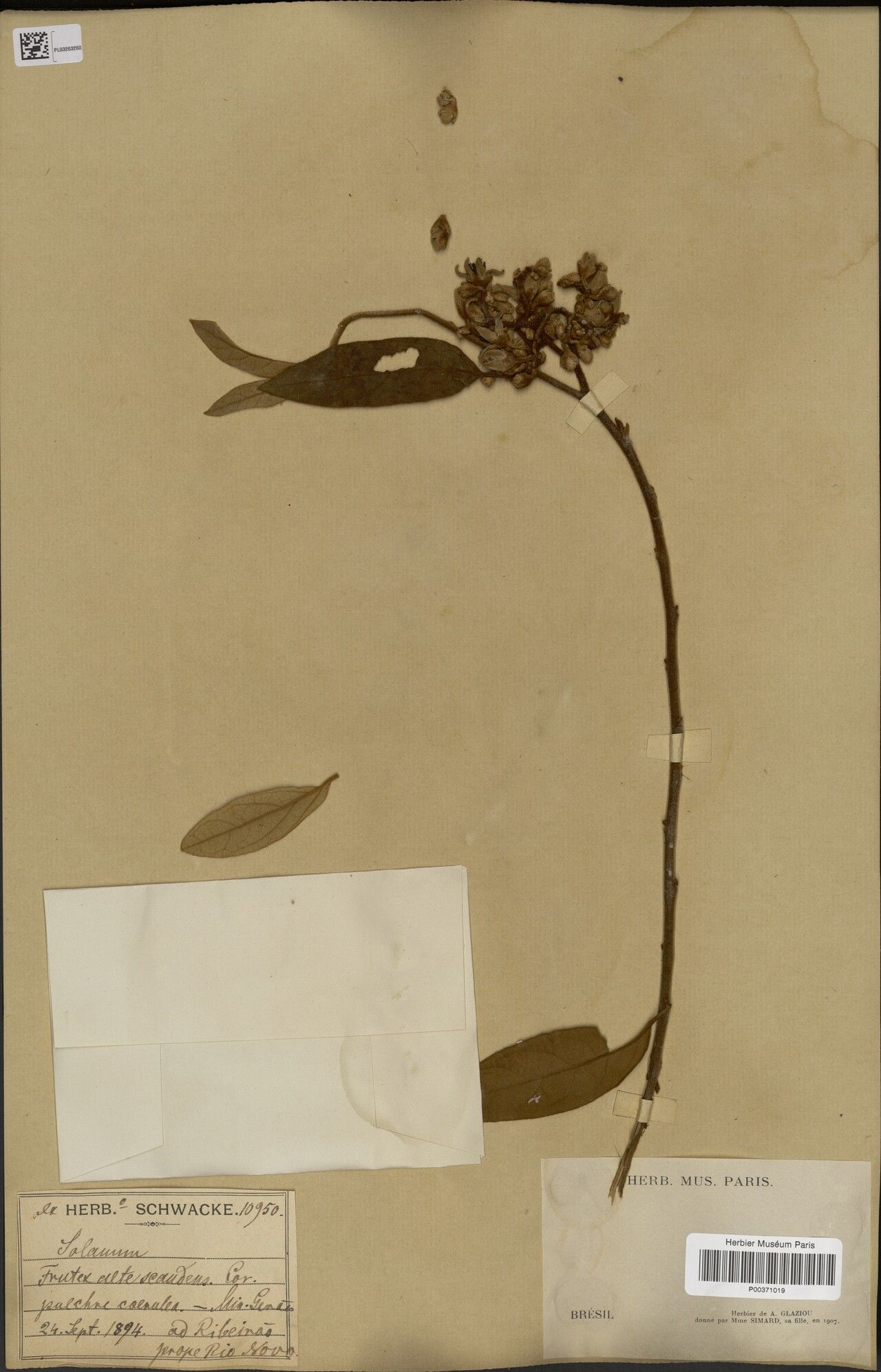 Solanum schizandrum — houseplant care guide