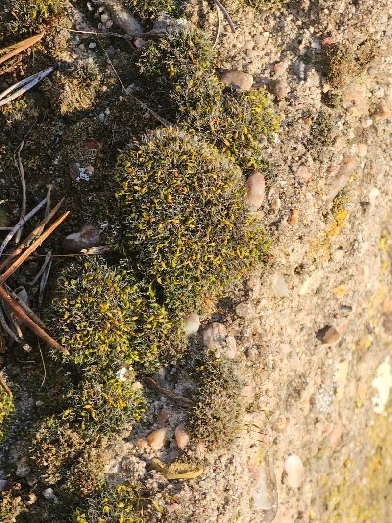 Paronychia sessiliflora — houseplant care guide