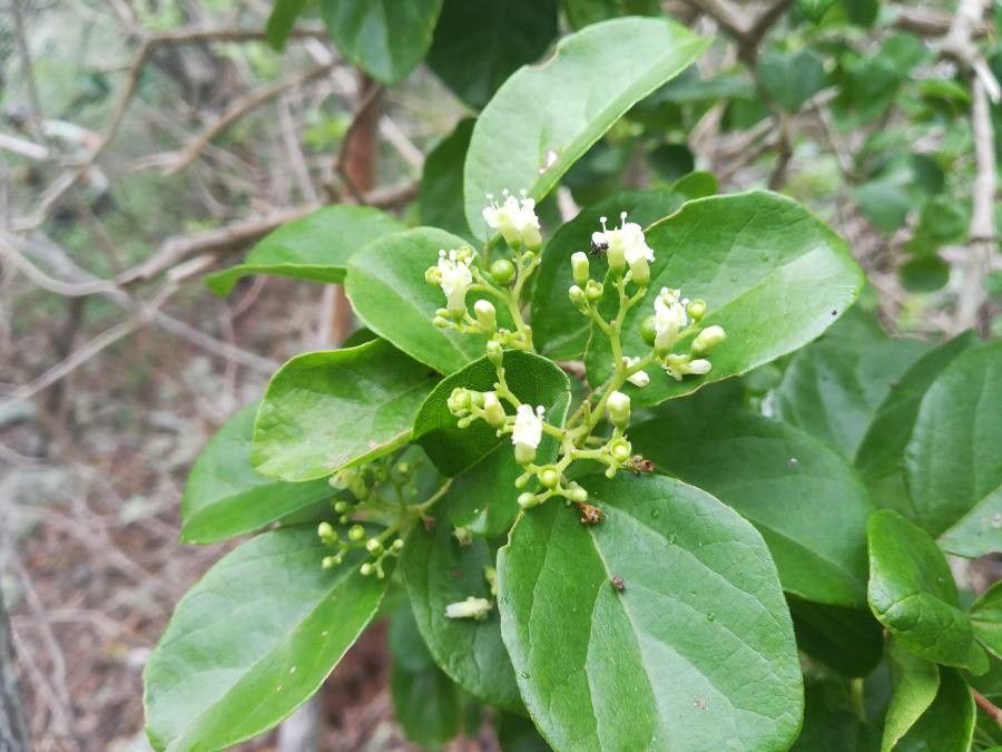 Premna serratifolia flower