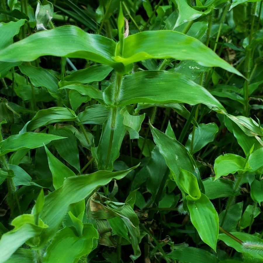 Arthraxon hispidus habit