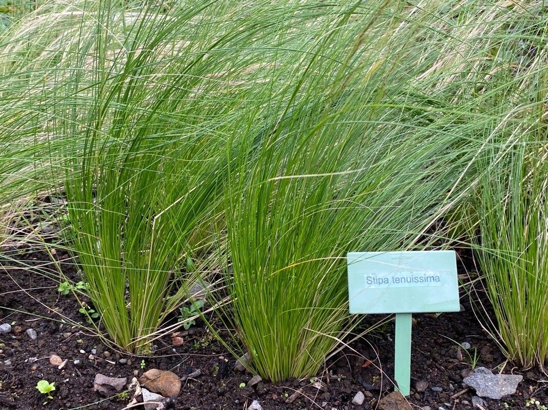 Stipa tenuifolia leaf