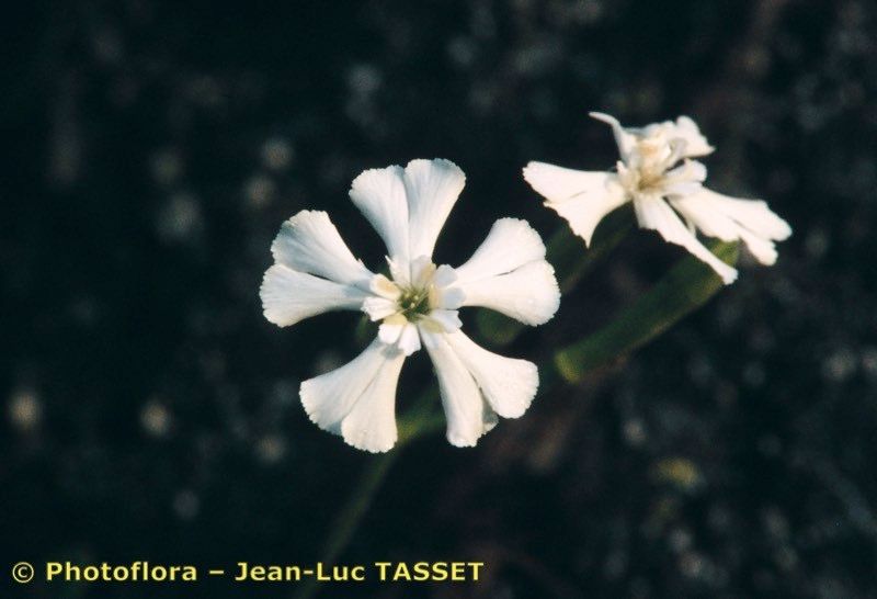 Silene requienii flower