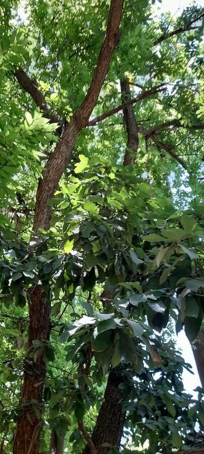 Quercus germana habit