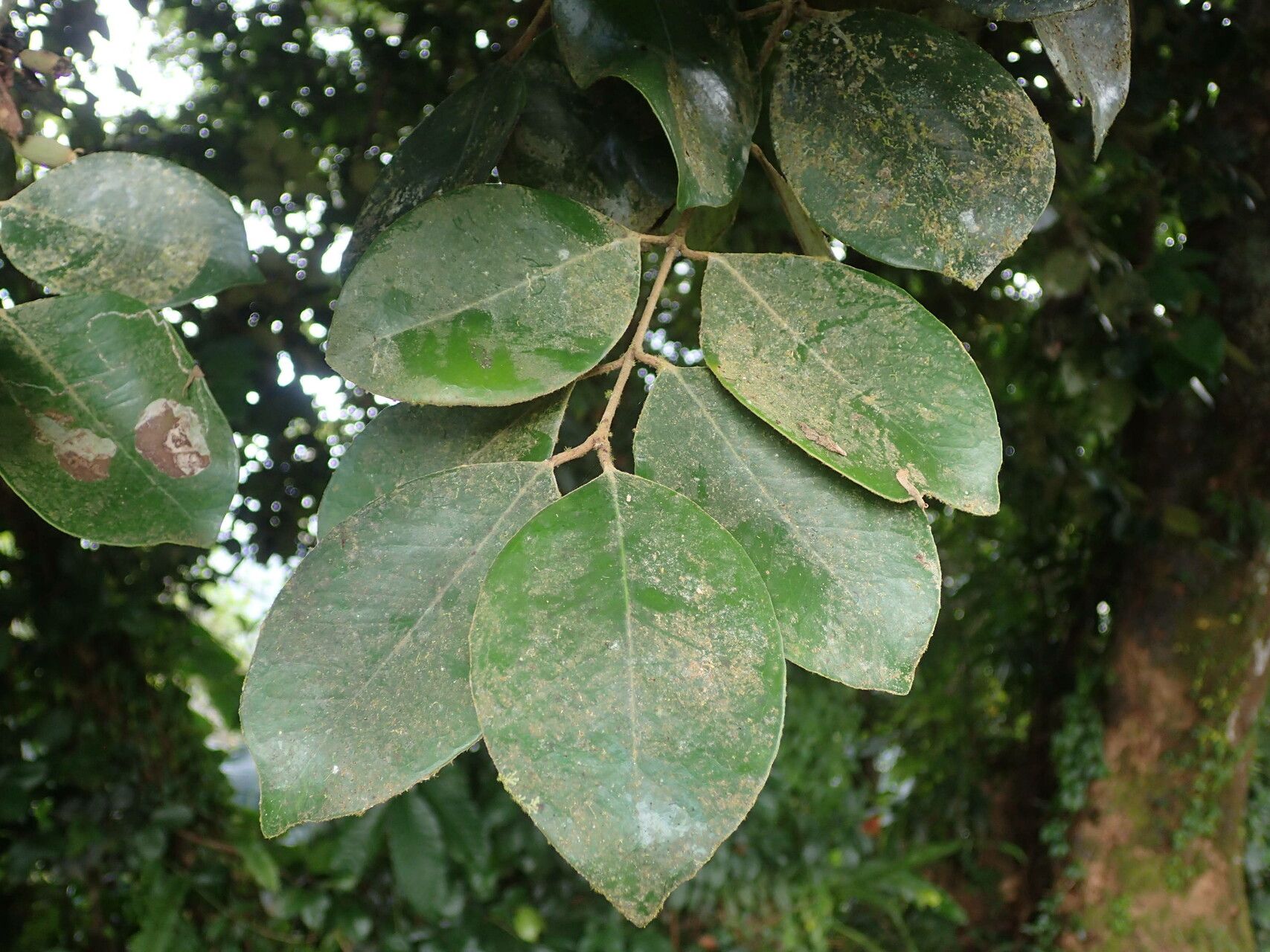 Eugenia gregii leaf