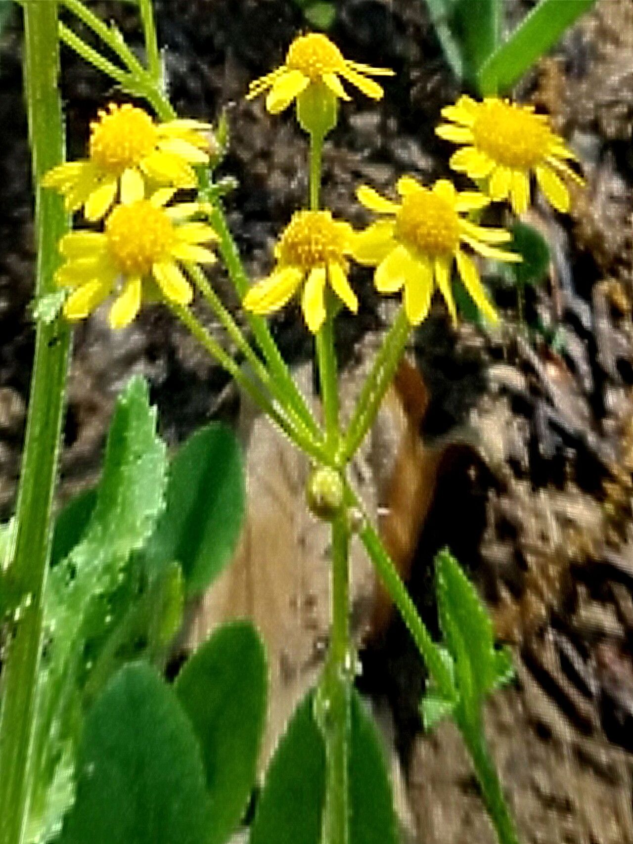 Packera plattensis — houseplant care guide