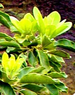 Meryta pauciflora — houseplant care guide