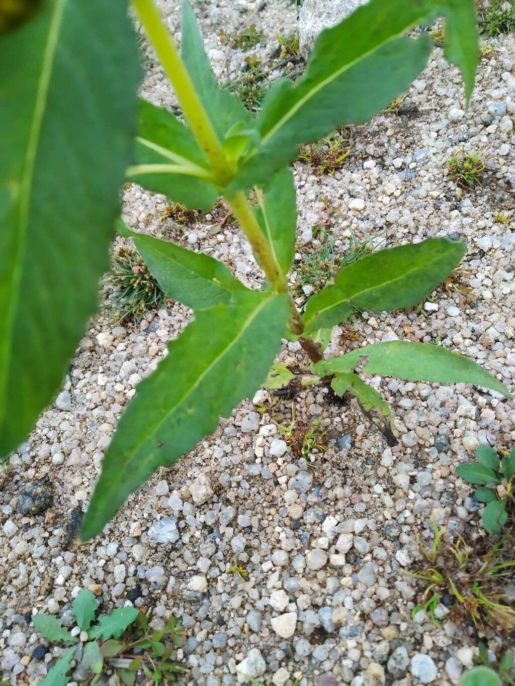 Guizotia abyssinica leaf