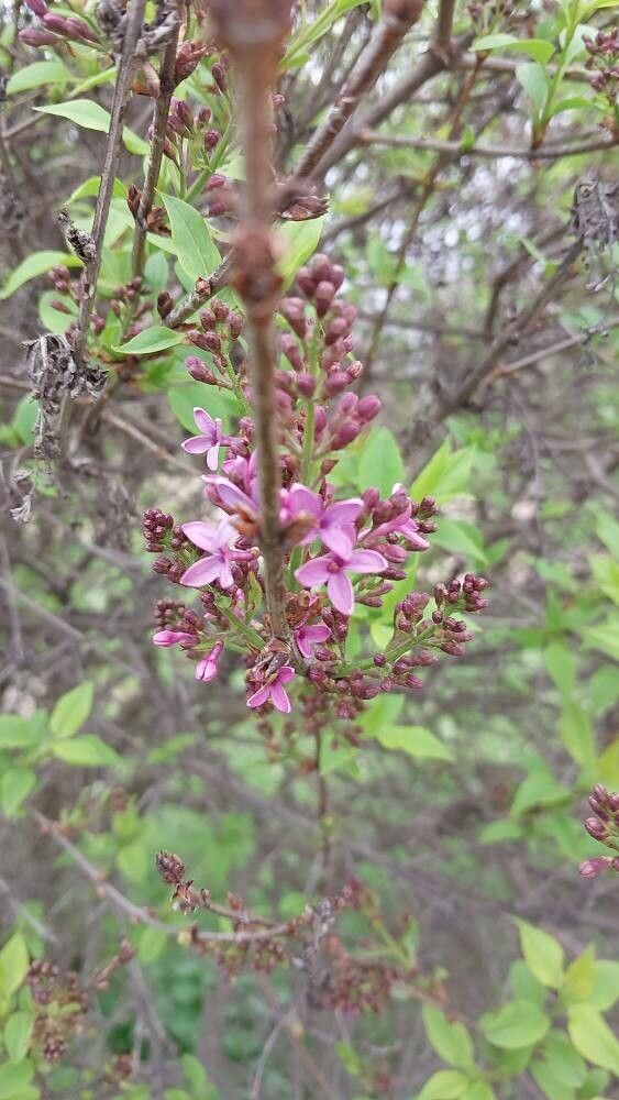Syringa × chinensis flower