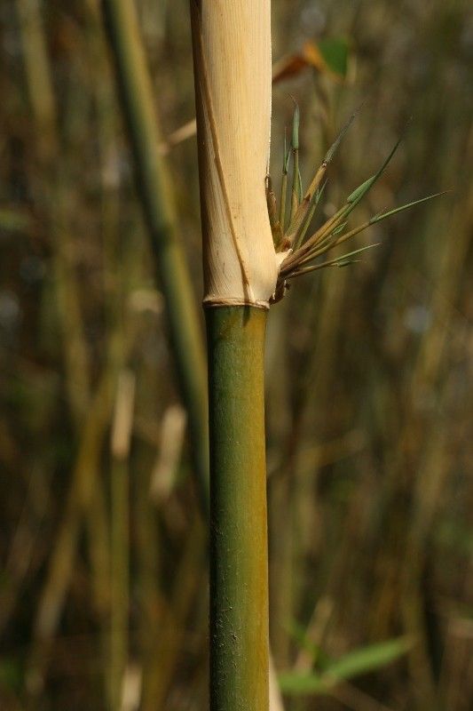 Bambusa multiplex bark